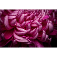 Flower Photography Bootcamp: Fab Flower Pics with Heather Larkin (Philly) 4