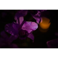 Flower Photography Bootcamp: Fab Flower Pics with Heather Larkin (Philly) 5