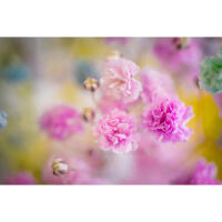 Flower Photography Bootcamp: Fab Flower Pics with Heather Larkin (Philly) 6