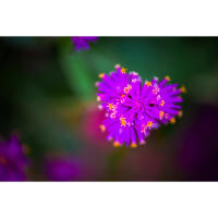 Flower Photography Bootcamp: Fab Flower Pics with Heather Larkin (Philly) 7