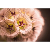 Flower Photography Bootcamp: Fab Flower Pics with Heather Larkin (Philly) 8