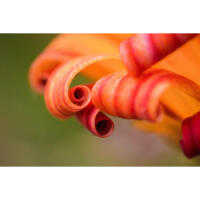 Flower Photography Bootcamp: Fab Flower Pics with Heather Larkin (Philly) 9