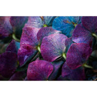 Flower Photography Bootcamp: Fab Flower Pics with Heather Larkin (Philly) 10