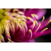 Flower Photography Bootcamp: Fab Flower Pics with Heather Larkin (Philly) 11