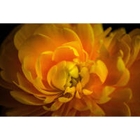 Flower Photography Bootcamp: Fab Flower Pics with Heather Larkin (Philly) 12