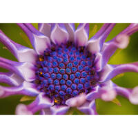 Flower Photography Bootcamp: Fab Flower Pics with Heather Larkin (Philly) 13