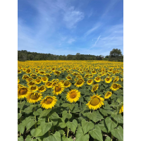 Sussex Sunflower Field Astrophotography Workshop with Jack Fusco (Sigma) 9
