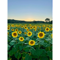 Sussex Sunflower Field Astrophotography Workshop with Jack Fusco (Sigma) 10