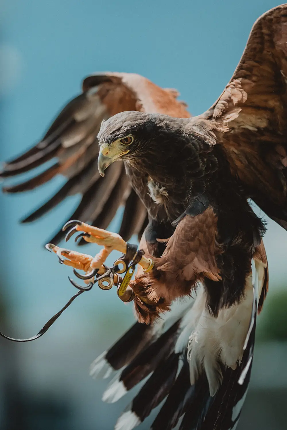 Falcon with its wings spread