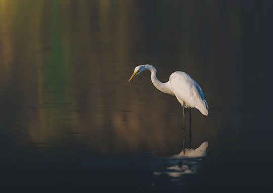 White bird standing in water