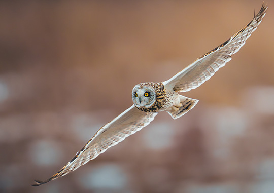 An owl in flight